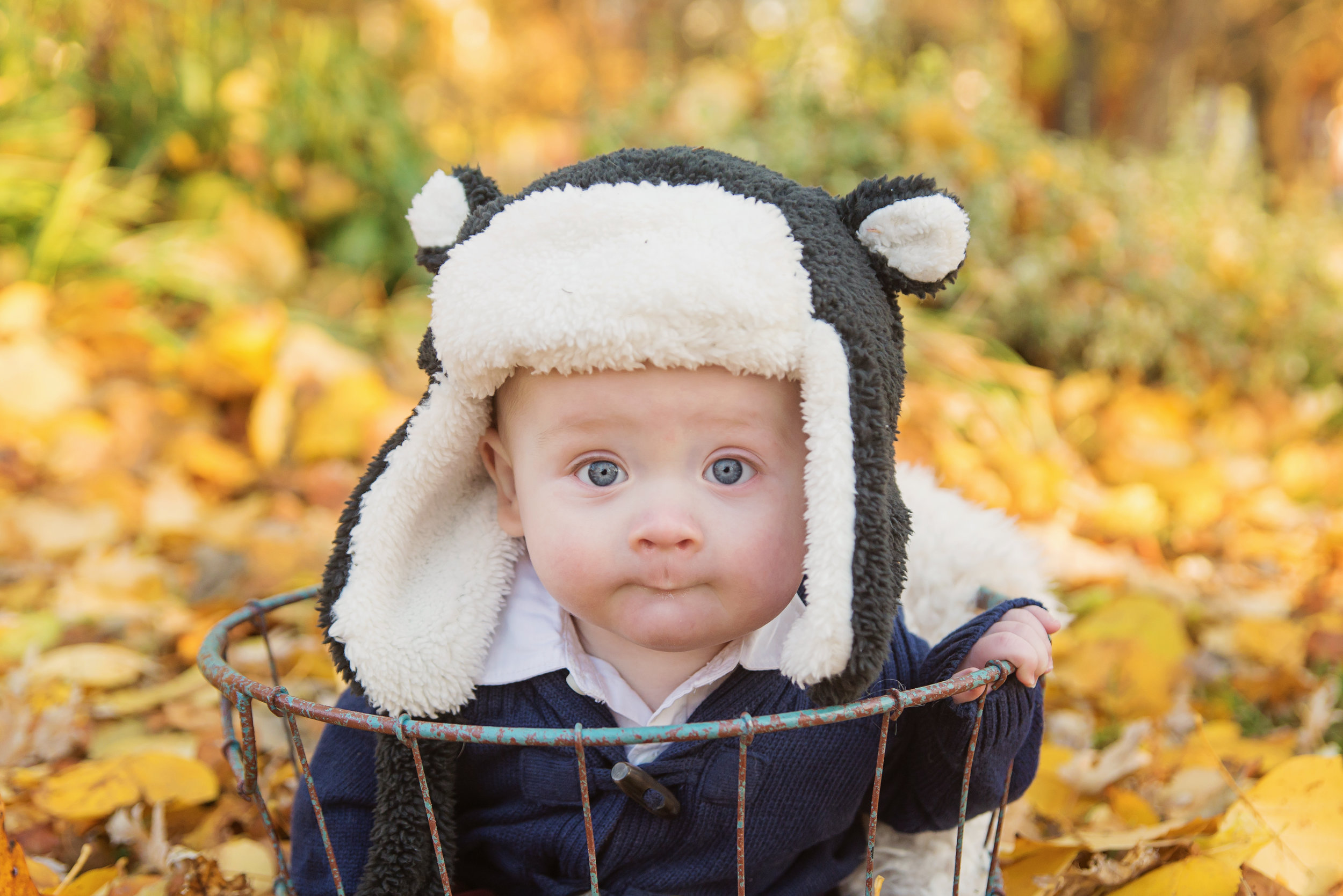 st-louis-fall-mini-sessions-2018-family-photographer-baby-in-basket-in-fall-leaves-with-winter-bear-hat.jpg